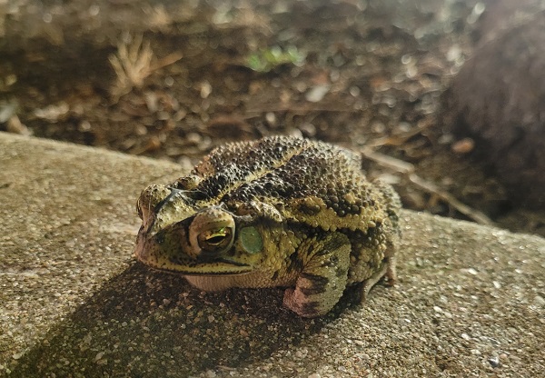 A Gulf Coast toad that lives at the grocery store.